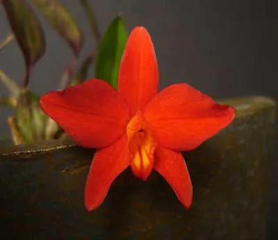 Sophronitis coccinea var. xanthoglossa