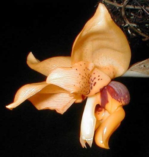 Stanhopea connata
