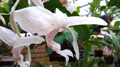 Stanhopea florida