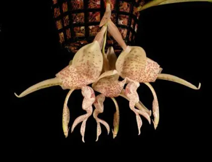 Stanhopea haseloviana