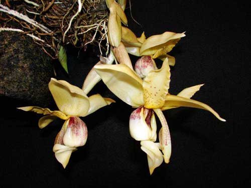 Stanhopea insignis