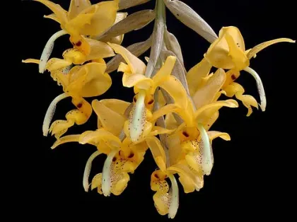 Stanhopea stevensonii