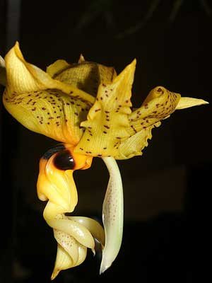Stanhopea wardii