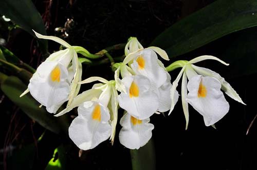Trichopilia fragans