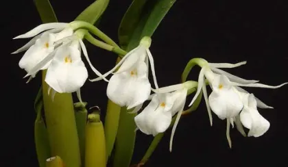 Trichopilia gracilis