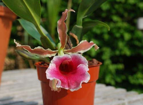 Trichopilia marginata x suavis