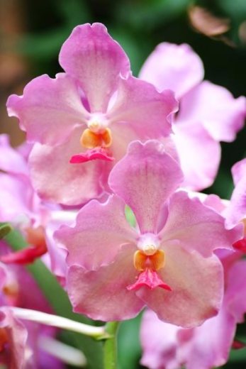 Vanda Usha (Vanda JVB x Vanda Dr. Anek)
