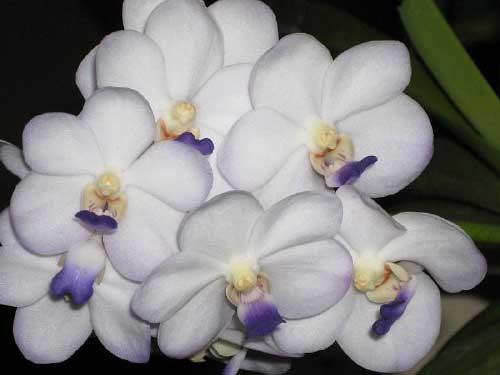 Vascostylis Viboon Velvet