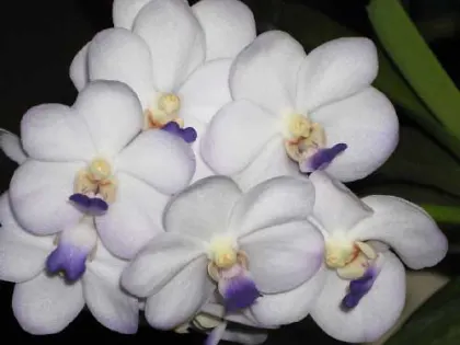 Vascostylis Viboon Velvet