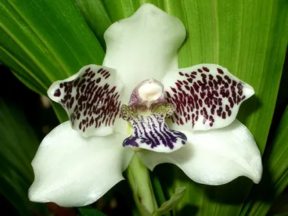 Pabstia jugosa