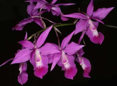 Barkeria lindleyana