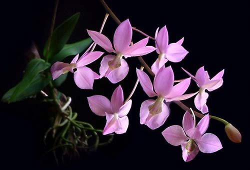 Barkeria naevosa x Barkeria halbingerii
