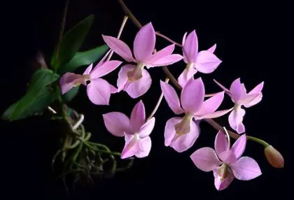 Barkeria naevosa x Barkeria halbingerii