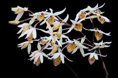 Barkeria obovata