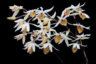 Barkeria obovata