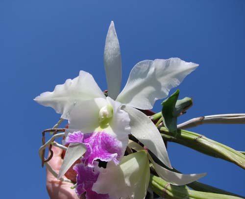 Brassavola fragrans x Laeliocattleya Elizabeth Hearn