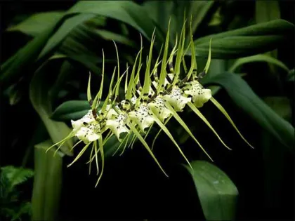 Brassia maculata