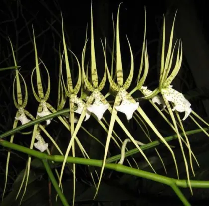 Brassia verrucosa