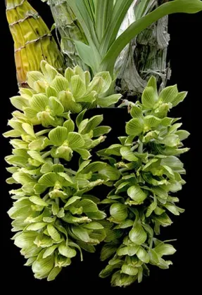 Clowesia thylaciochila