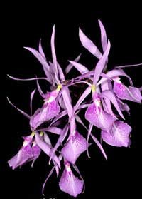 Encyclia adenocaula