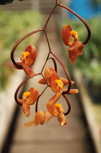 Gongora galeata