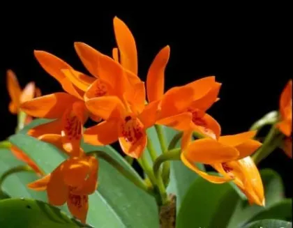 Guarianthe aurantiaca