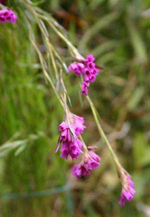 Isochilus linearis
