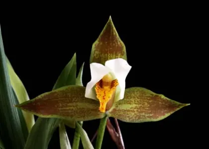 Lycaste deppei