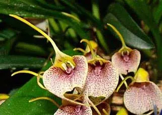 Masdevallia floribunda