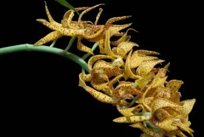Mormodes maculatum