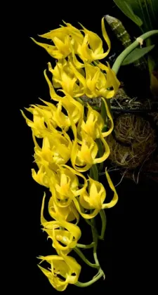 Mormodes maculatum var. unicolor