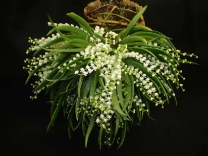 Ornithocephalus gladiatus