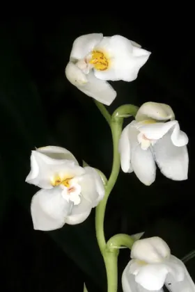 Osmoglossum egertonii