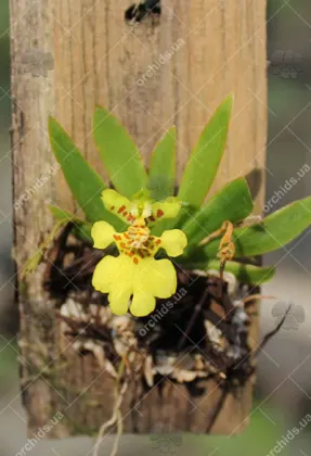 Psygmorchis pusilla