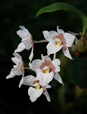 Rhynchostele cervantesii