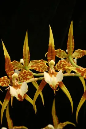 Rhynchostele cordatum