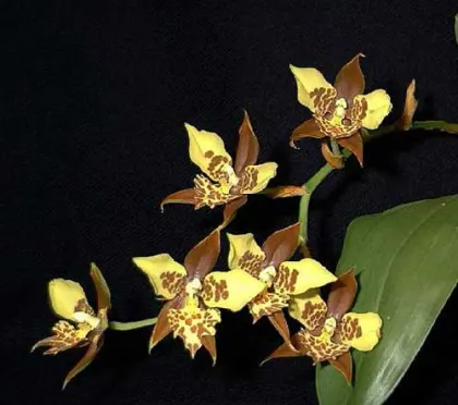 Rhynchostele maculatum