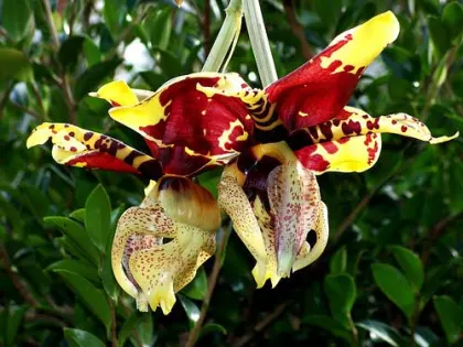 Stanhopea tigrina