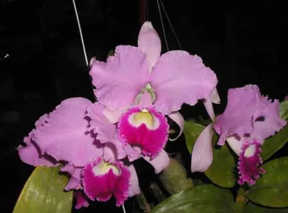 Cattleya warneri integra orlata-pincelada 'Superba' x SELF