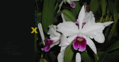 Laelia purpurata estriata suave 'AWZ' x Laelia purpurata estriata suave 'Pedra Azul'