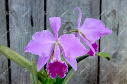 Cattleya warneri integra 'Evandro Perini' x Cattleya warneri inegra-orlata-pincelada 'Leonor'