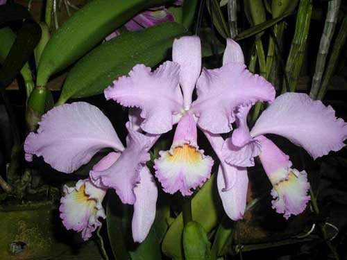 Cattleya warneri concolor 'HI' x Cattleya warneri venosa suave