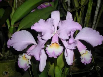 Cattleya warneri concolor 'HI' x Cattleya warneri venosa suave