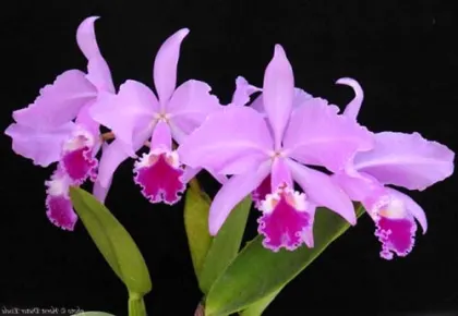Cattleya warneri tipo 'Maravilha' (escura) x Cattleya warneri integra-orlata 'AWZ'