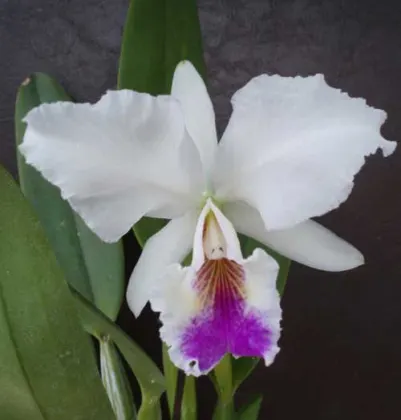 Cattleya labiata semi alba 'Garganta Escura' x Cattleya labiata semi alba ('Cooksoniae' x 'Gloriosa')
