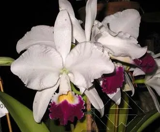 Cattleya warneri semi alba 'Aline' x Cattleya warneri semi alba integra orlata