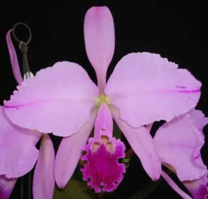 Cattleya warneri integra escura 'AWZ' x Cattleya warneri flameada