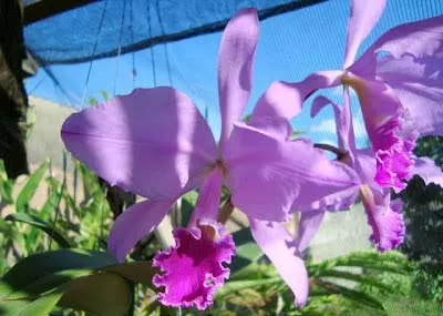 Cattleya warneri orlata flameada x Cattleya warneri integra flameada