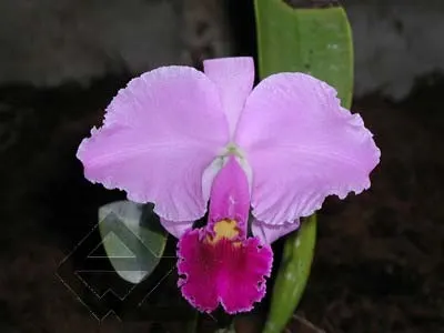 Cattleya trianae escura 'Jean Groben' (11-8) x Cattleya trianae 'Mariposa' (14-8)