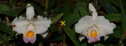 Cattleya trianae amesiana A x Cattleya trianae amesiana B